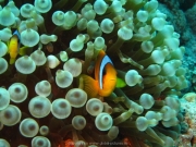 Hurghada 2015 - 088