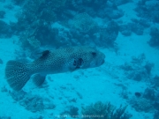Hurghada 2015 - 101