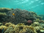 Hurghada 2015 - 102