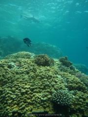 Hurghada 2015 - 103