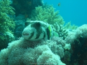 Hurghada 2015 - 118