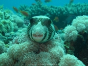 Hurghada 2015 - 119