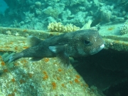 Hurghada 2015 - 125