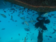 Hurghada 2015 - 129