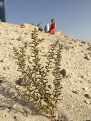 Abu Dhabi 2016 - 031
