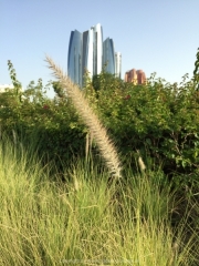 Abu Dhabi 2016 - 033