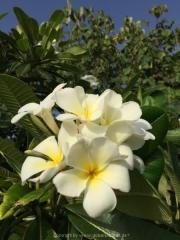 Abu Dhabi 2016 - 130