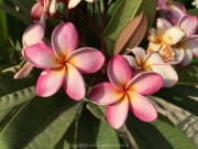 Abu Dhabi 2016 - 131