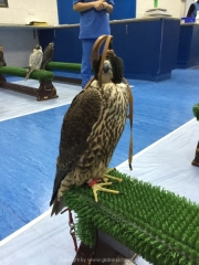 Abu Dhabi 2016 - 136