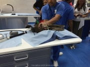 Abu Dhabi 2016 - 138