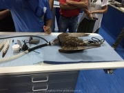 Abu Dhabi 2016 - 140