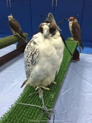 Abu Dhabi 2016 - 145