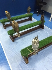 Abu Dhabi 2016 - 146