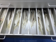 Abu Dhabi 2016 - 147