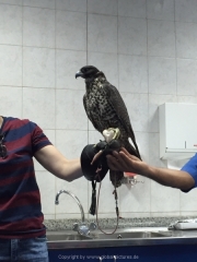 Abu Dhabi 2016 - 149