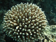 Soma Bay - 065