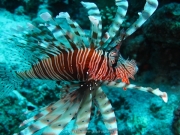 Soma Bay - 087