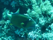Soma Bay - 094