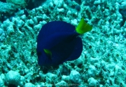 Soma Bay - 108