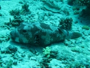 Soma Bay - 120
