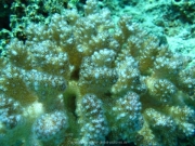 Soma Bay - 131