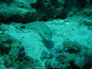 Soma Bay - 132