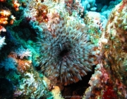 Soma Bay - 243