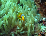 Soma Bay - 245