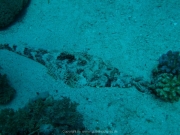 Soma Bay - 253