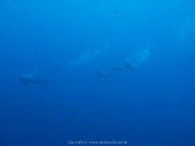 Soma Bay - 264