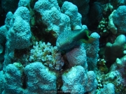 Soma Bay - 266