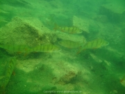 Fuehlinger See 08-2016 - 05