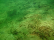 Fuehlinger See 08-2016 - 06