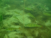 Fuehlinger See 08-2016 - 09