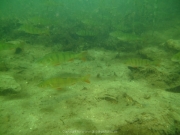 Fuehlinger See 08-2016 - 10