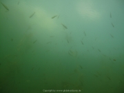 Fuehlinger See 08-2016 - 11