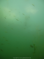 Fuehlinger See 08-2016 - 12