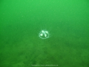 Fuehlinger See 08-2016 - 14