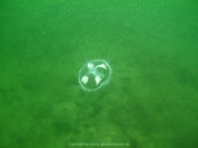 Fuehlinger See 08-2016 - 15