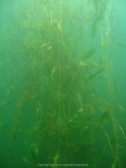Fuehlinger See 08-2016 - 16