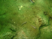 Fuehlinger See 08-2016 - 18