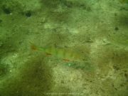 Fuehlinger See 08-2016 - 20