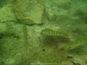 Fuehlinger See 08-2016 - 21