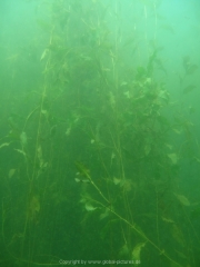 Fuehlinger See 08-2016 - 22