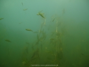Fuehlinger See 08-2016 - 23