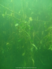 Fuehlinger See 08-2016 - 24