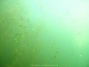 Fuehlinger See 08-2016 - 26