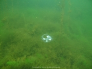 Fuehlinger See 08-2016 - 27