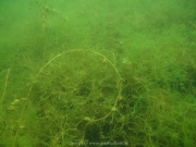 Fuehlinger See 08-2016 - 28
