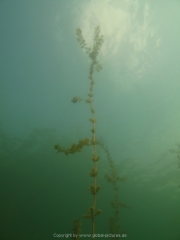 Fuehlinger See 08-2016 - 29